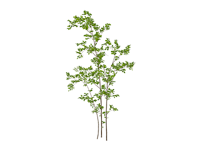丛生绿叶灌木植物