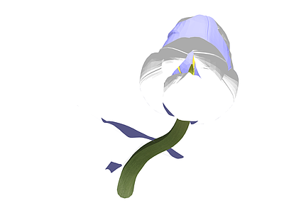 白色郁金香花艺模型