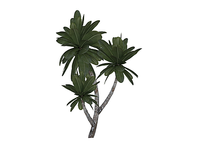 分叉绿植景观树