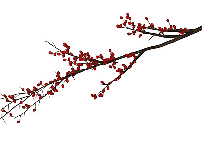 带刺红果树枝
