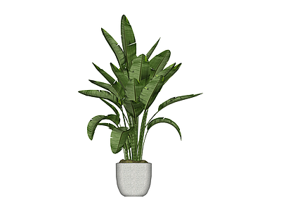 盆栽绿植组合