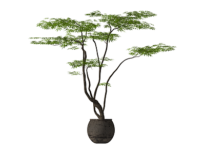 盆栽景观绿植