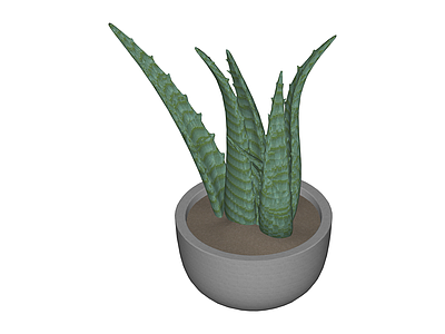 盆栽芦荟植物
