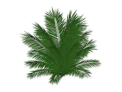 丛生绿色观赏植物