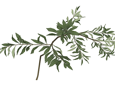 独立橄榄枝植物模型