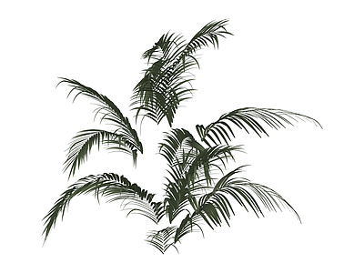 深绿色散尾葵植物