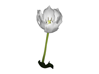 白郁金香花艺模型