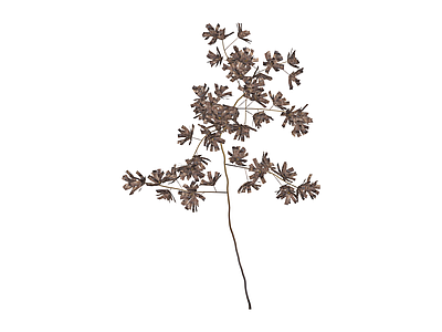 干枯植物枝条
