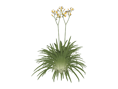 带花绿植盆栽