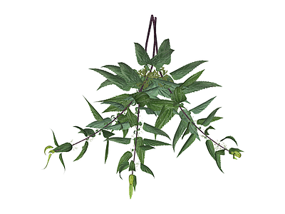 悬挂绿植组合