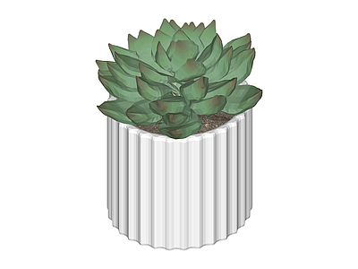 条纹盆多肉植物