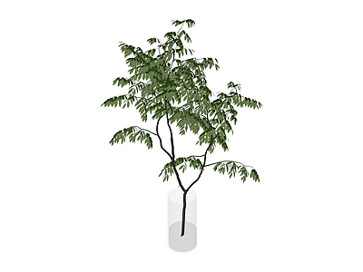 带盆绿植盆栽