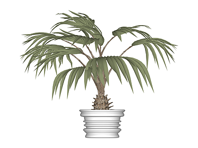 带盆棕榈植物