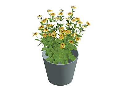 盆栽绿植花卉