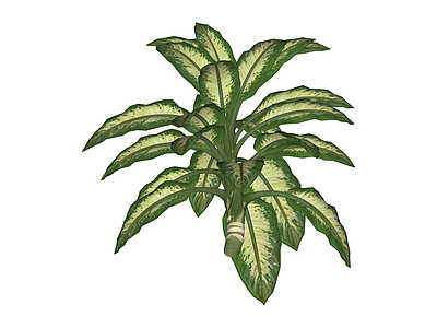 带茎干观叶植物