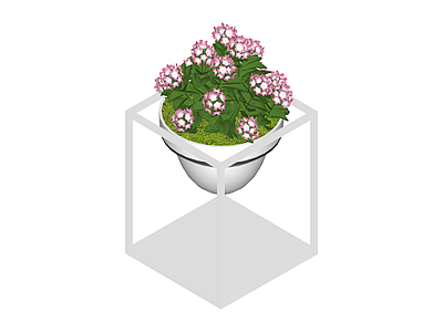 白模带花盆栽