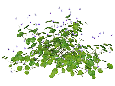 带花水生植物景观