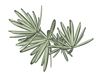 棕榈叶植物组