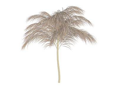 芦苇/蒲苇植物组件