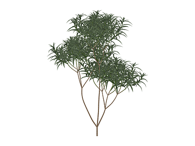 多杆丛生灌木模型