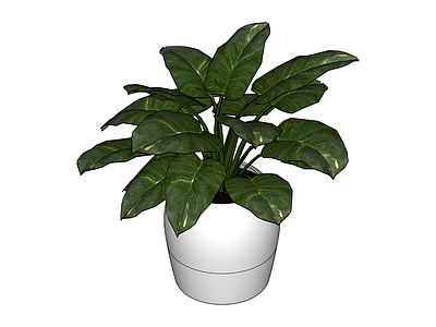 白盆绿植盆栽