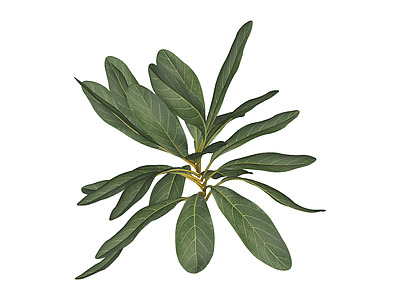 阔叶绿植灌木