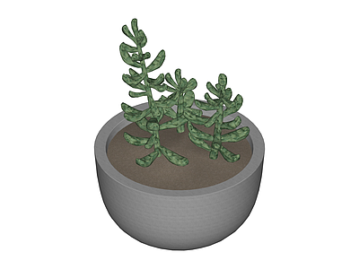 盆栽绿植组合