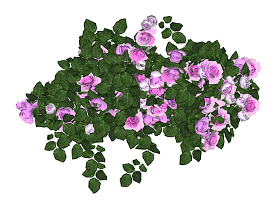 粉色攀援花卉组合