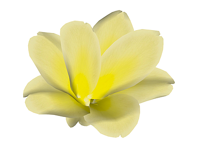 黄色花朵模型