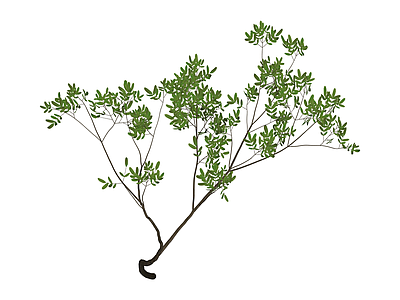 带枝叶植物模型