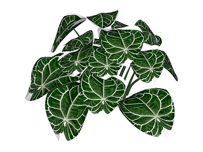 白锦海芋绿植盆栽