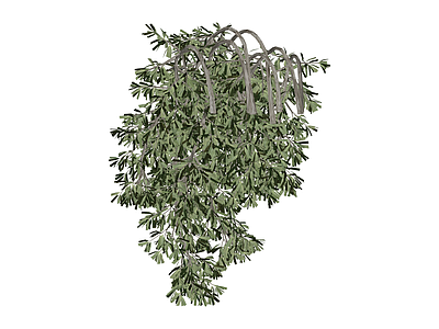 垂枝绿植灌木模型