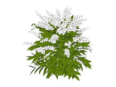 白色花簇绿植灌木