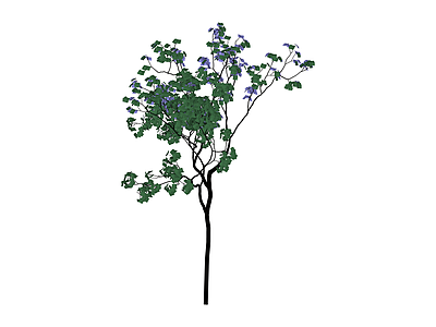 蓝花楹开花乔木