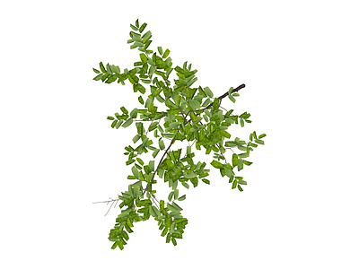 带盆绿植景观树
