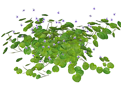 紫色花卉绿植组合
