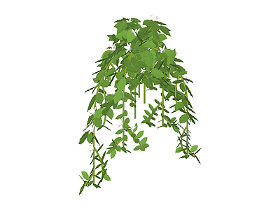 垂吊绿植盆栽