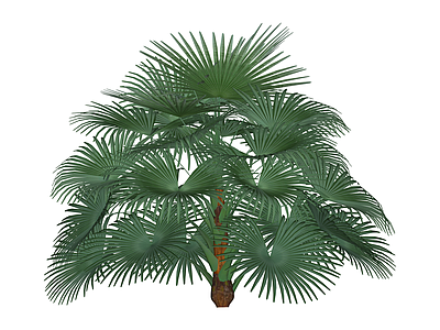 丛生棕榈植物