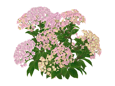 粉色绣球花灌木