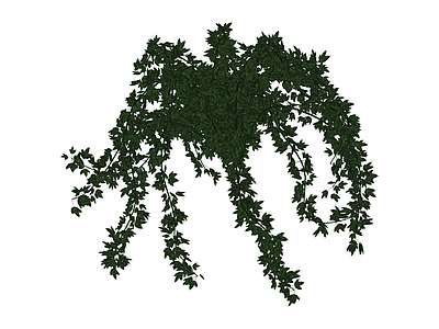 垂吊藤蔓植物组