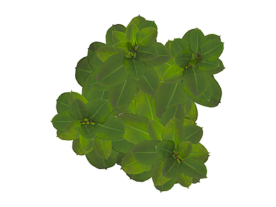绿叶灌木植物模型