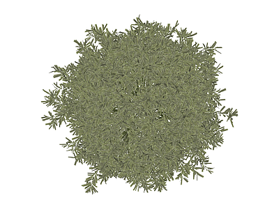 绿色灌木球植物