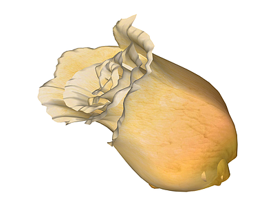 黄色玫瑰花模型