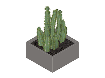盆栽仙人掌植物