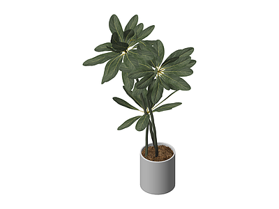 盆栽绿植模型