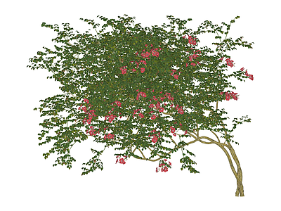 粉色开花乔木
