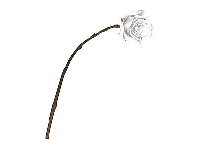 白玫瑰植物模型