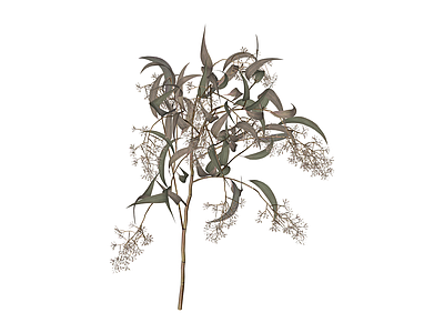 尤加利叶花艺枝条