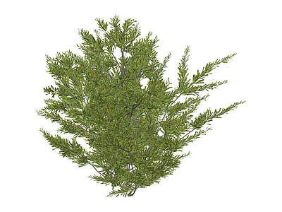 绿色灌木植物模型