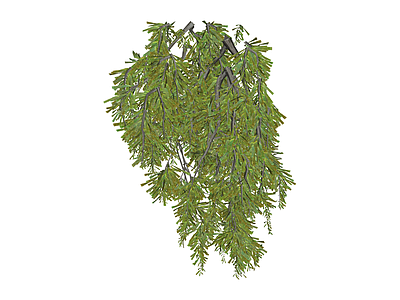 垂枝植物模型